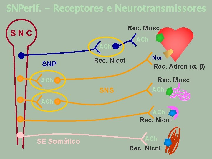 SNPerif. - Receptores e Neurotransmissores Rec. Musc SNC ACh SNP Rec. Nicot Nor Rec.