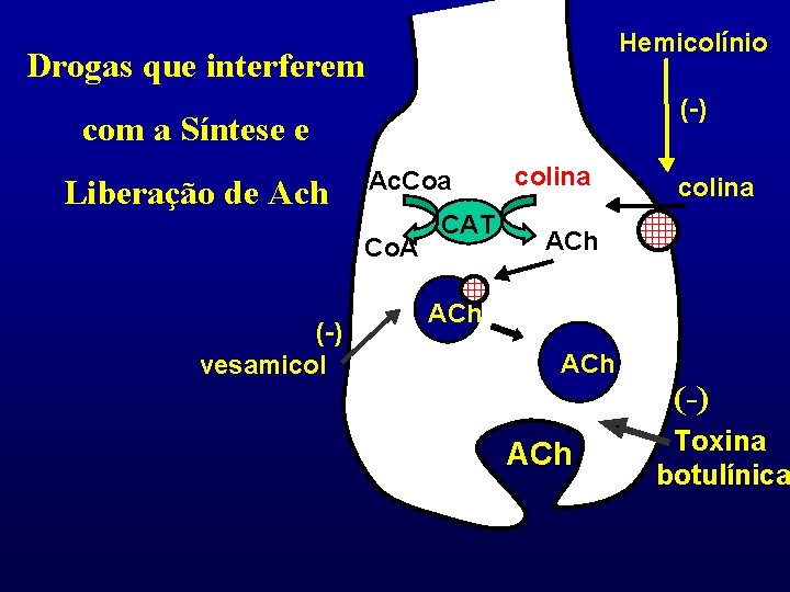 Hemicolínio Drogas que interferem (-) com a Síntese e Liberação de Ach Ac. Coa