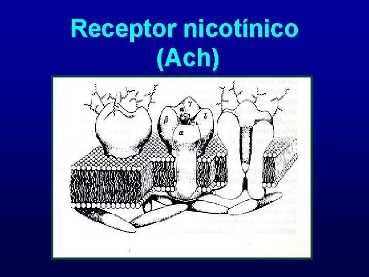 Receptor nicotínico (Ach) 