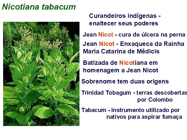 Nicotiana tabacum Curandeiros indígenas enaltecer seus poderes Jean Nicot - cura de úlcera na