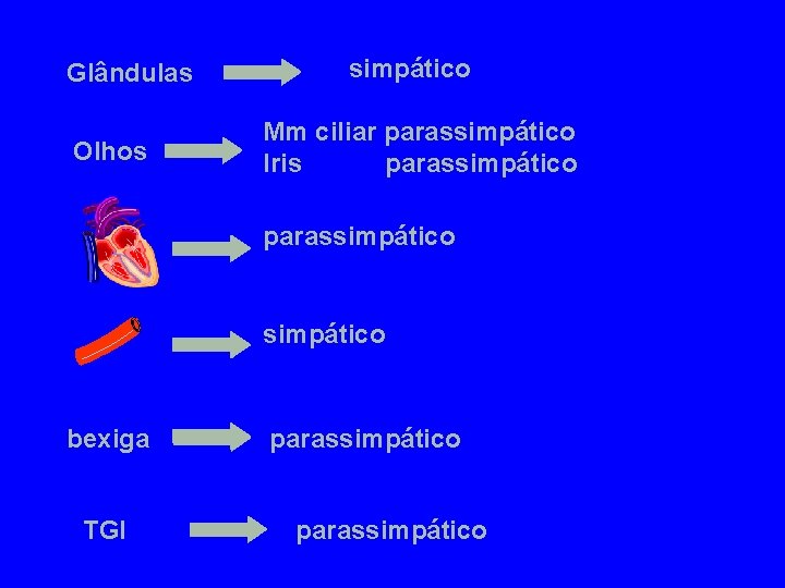 Glândulas Olhos simpático Mm ciliar parassimpático Iris parassimpático bexiga TGI parassimpático 