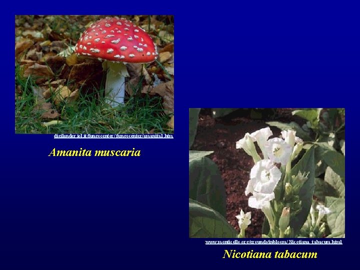 : digilander. iol. it/fungocenter/amanita 1. htm Amanita muscaria : www. monticello. org/grounds/inbloom/ Nicotiana_tabacum. html