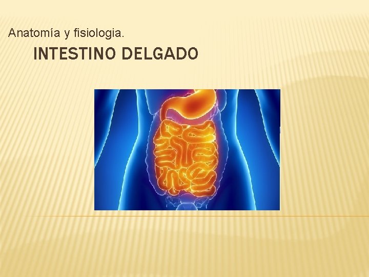 Anatomía y fisiologia. INTESTINO DELGADO Anatomía y fisiologia. INTESTINO DELGADO