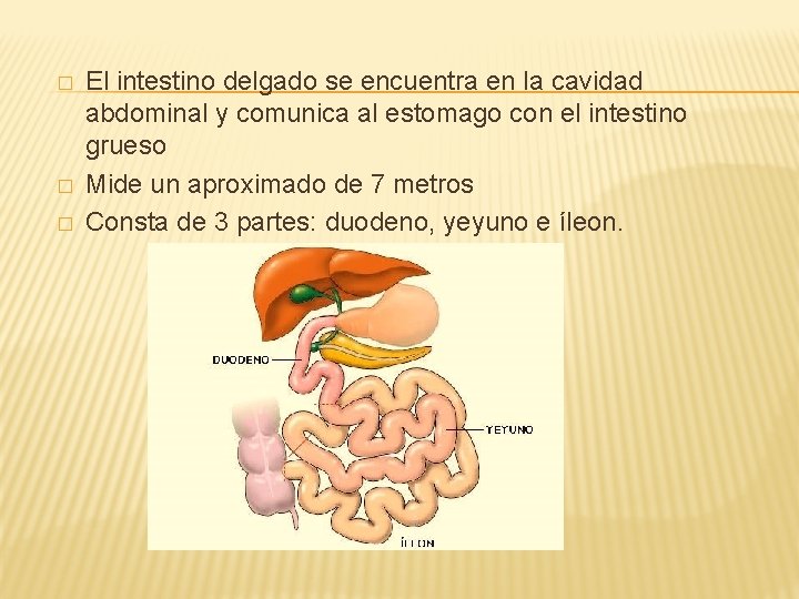� � � El intestino delgado se encuentra en la cavidad abdominal y comunica