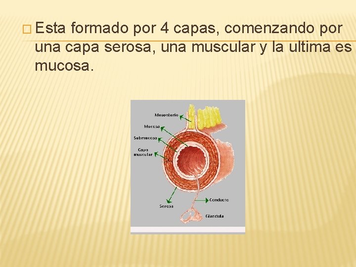 � Esta formado por 4 capas, comenzando por una capa serosa, una muscular y