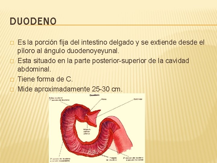 DUODENO � � Es la porción fija del intestino delgado y se extiende desde