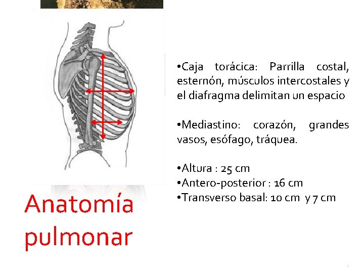  • Caja torácica: Parrilla costal, esternón, músculos intercostales y el diafragma delimitan un