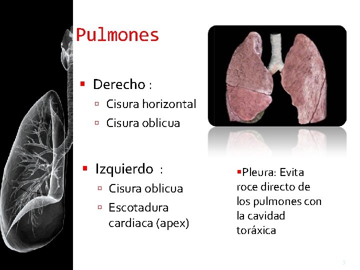 Pulmones Derecho : Cisura horizontal Cisura oblicua Izquierdo : Cisura oblicua Escotadura cardiaca (apex)