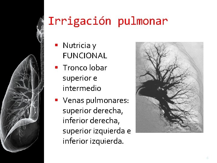 Irrigación pulmonar Nutricia y FUNCIONAL Tronco lobar superior e intermedio Venas pulmonares: superior derecha,