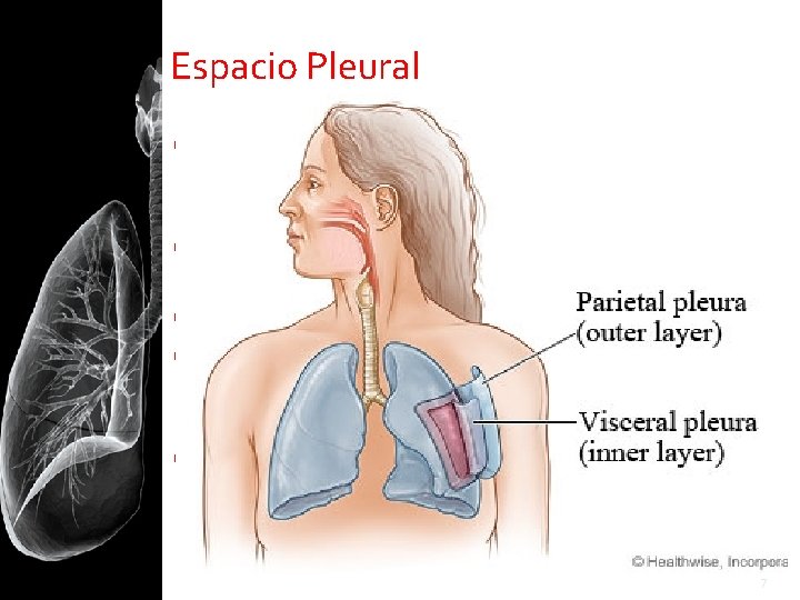 Espacio Pleural Pleura parietal: cara interna de la pared torácica Pleura visceral: cara externa