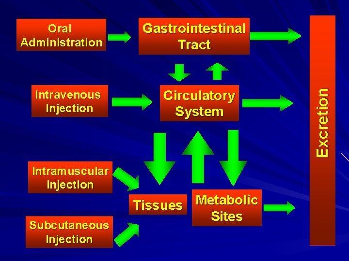 Intravenous Injection Gastrointestinal Tract Circulatory System Intramuscular Injection Subcutaneous Injection Tissues Metabolic Sites Excretion