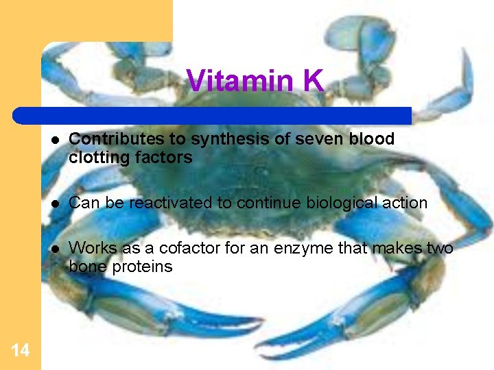 Vitamin K 14 l Contributes to synthesis of seven blood clotting factors l Can