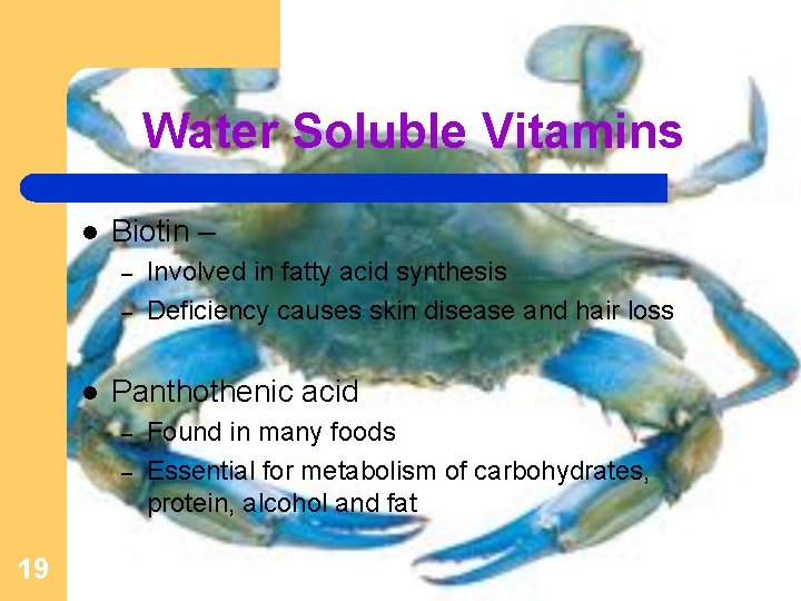 Water Soluble Vitamins l Biotin – – – l Panthothenic acid – – 19