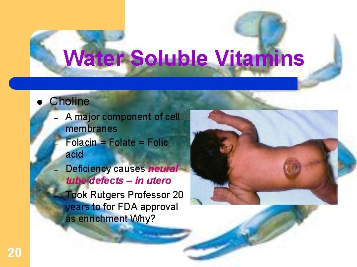 Water Soluble Vitamins l Choline – – 20 A major component of cell membranes