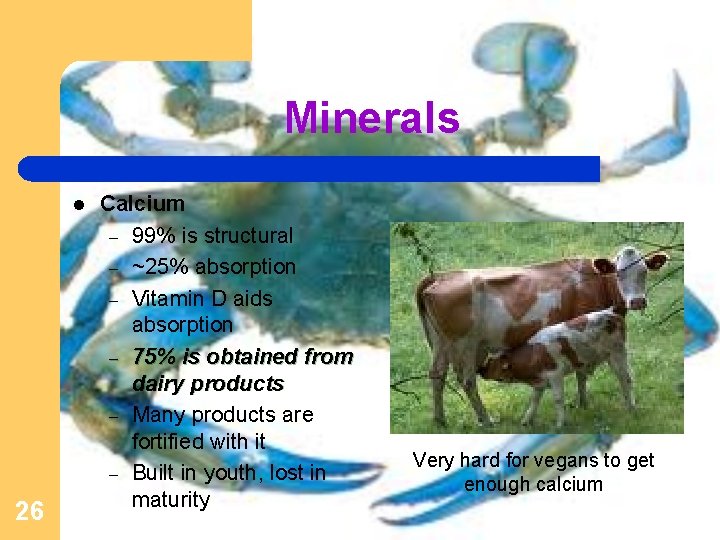 Minerals l 26 Calcium – 99% is structural – ~25% absorption – Vitamin D