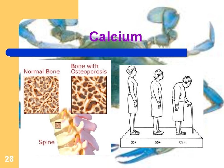 Calcium 28 