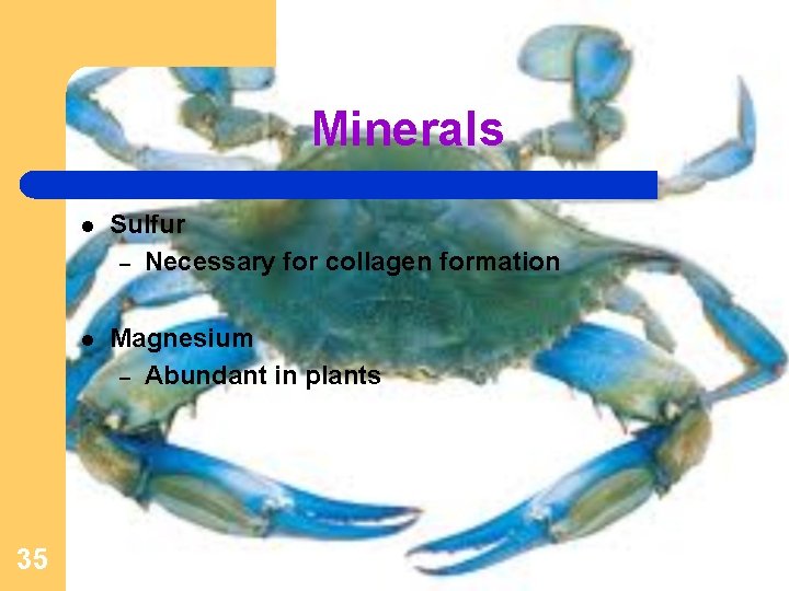 Minerals 35 l Sulfur – Necessary for collagen formation l Magnesium – Abundant in