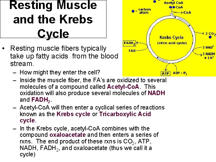 Resting Muscle and the Krebs Cycle • Resting muscle fibers typically take up fatty