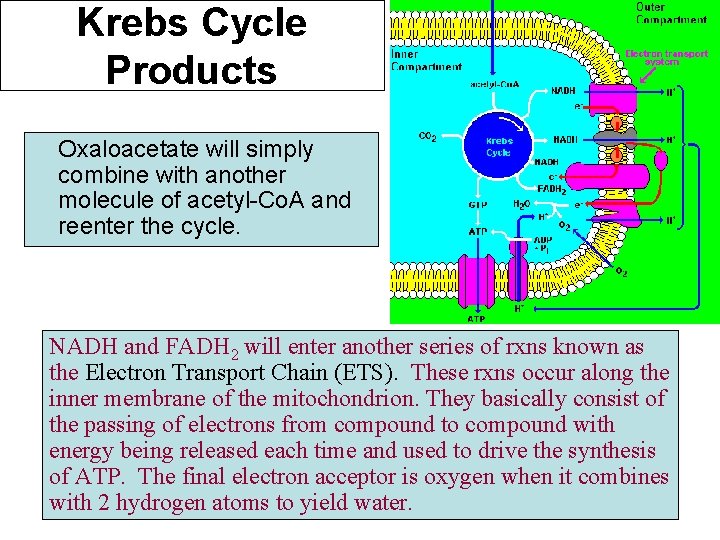 Krebs Cycle Products Oxaloacetate will simply combine with another molecule of acetyl-Co. A and