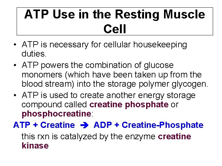 ATP Use in the Resting Muscle Cell • ATP is necessary for cellular housekeeping