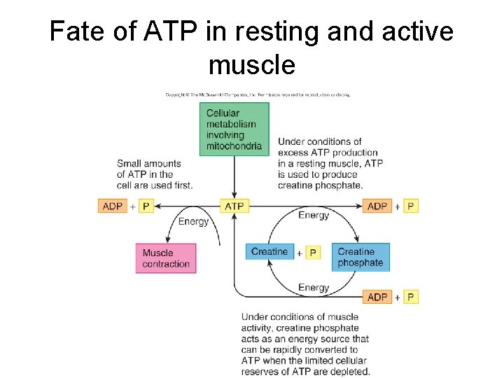 Fate of ATP in resting and active muscle 