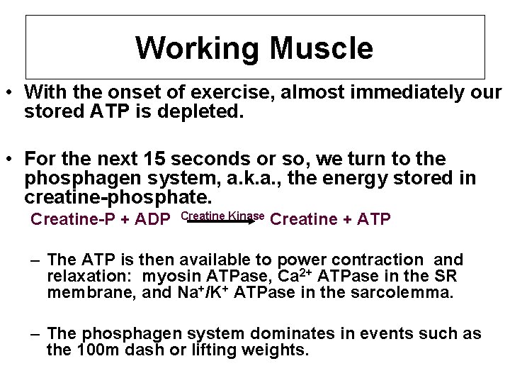Working Muscle • With the onset of exercise, almost immediately our stored ATP is