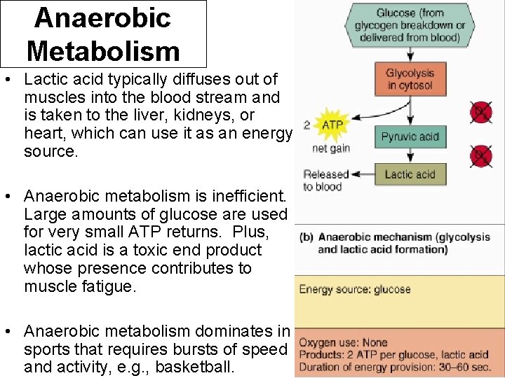 Anaerobic Metabolism • Lactic acid typically diffuses out of muscles into the blood stream