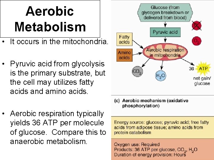 Aerobic Metabolism • It occurs in the mitochondria. • Pyruvic acid from glycolysis is