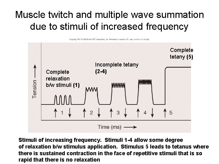 Muscle twitch and multiple wave summation due to stimuli of increased frequency Complete tetany