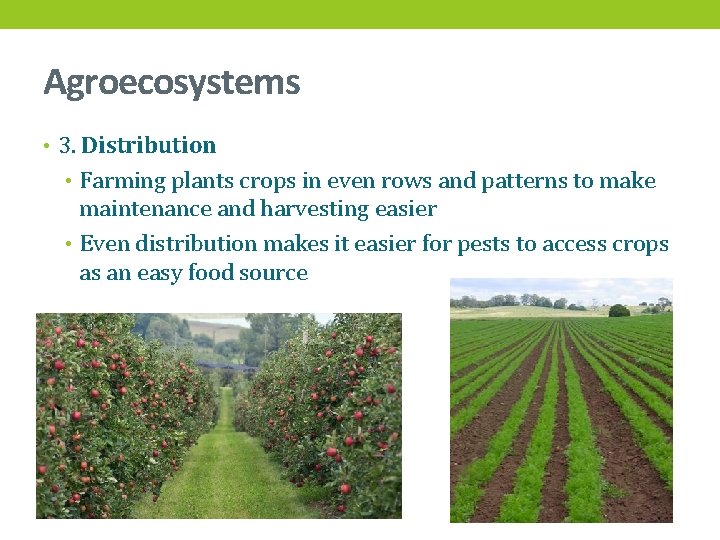 Agroecosystems • 3. Distribution • Farming plants crops in even rows and patterns to