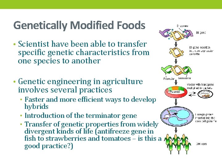 Genetically Modified Foods • Scientist have been able to transfer specific genetic characteristics from