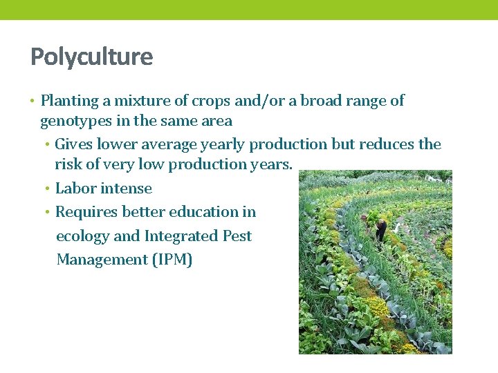Polyculture • Planting a mixture of crops and/or a broad range of genotypes in