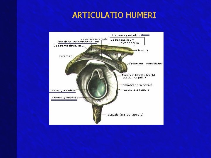 ARTICULATIO HUMERI 
