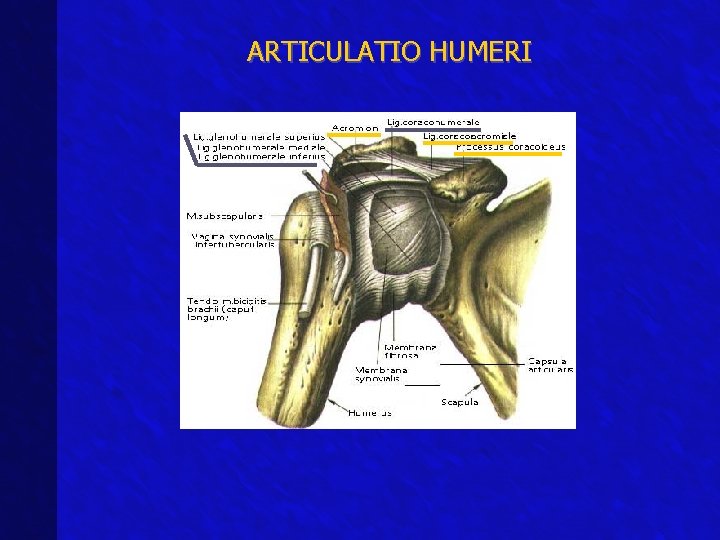 ARTICULATIO HUMERI 