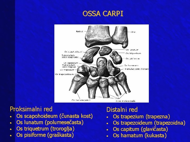 OSSA CARPI Proksimalni red • Os scapohoideum (čunasta kost) • Os lunatum (polumesečasta) •
