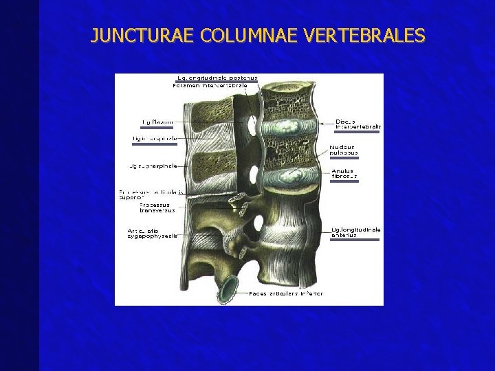 JUNCTURAE COLUMNAE VERTEBRALES 