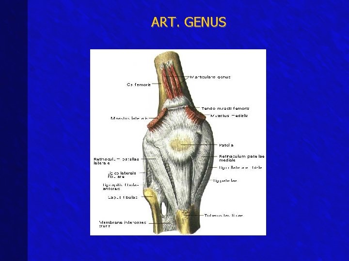ART. GENUS 