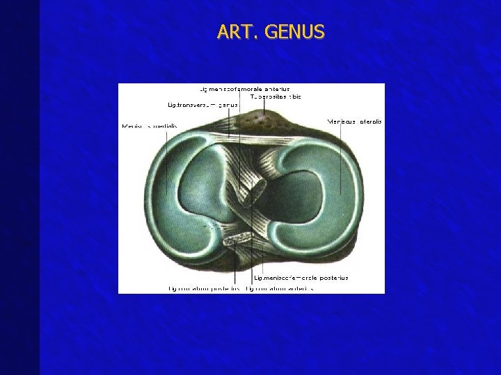 ART. GENUS 