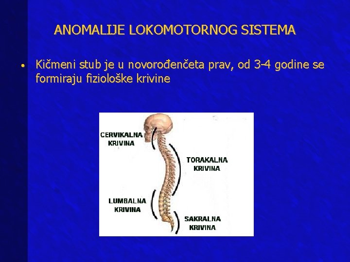 ANOMALIJE LOKOMOTORNOG SISTEMA • Kičmeni stub je u novorođenčeta prav, od 3 -4 godine