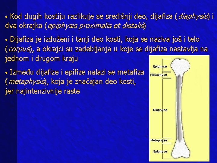  • Kod dugih kostiju razlikuje se središnji deo, dijafiza (diaphysis) i dva okrajka