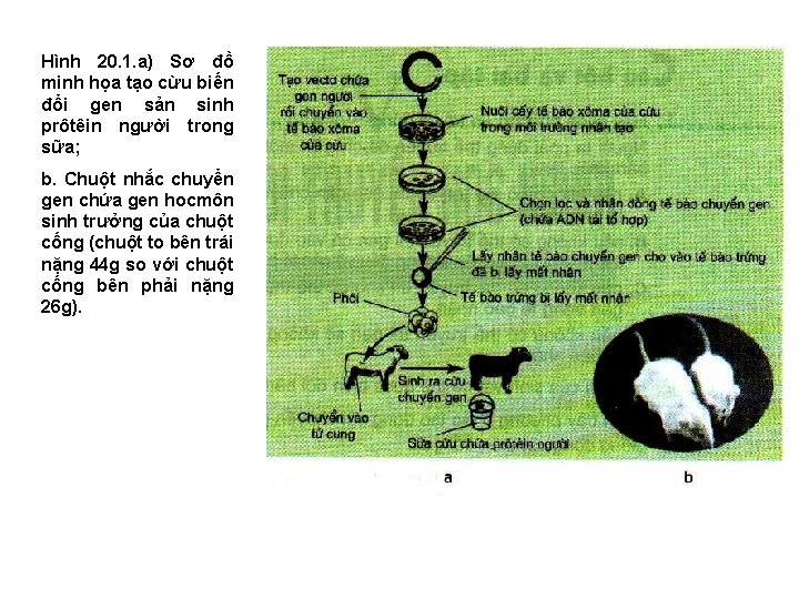 Hình 20. 1. a) Sơ đồ minh họa tạo cừu biến đổi gen sản