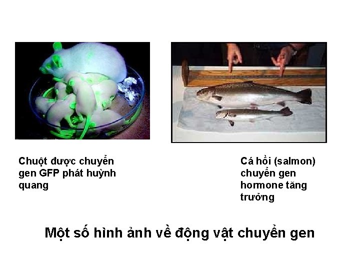 Chuột được chuyển gen GFP phát huỳnh quang Cá hồi (salmon) chuyển gen hormone