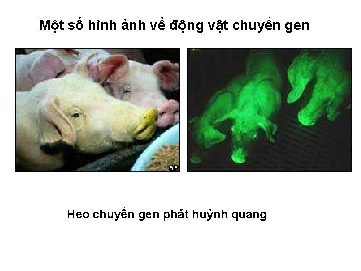 Một số hình ảnh về động vật chuyển gen Heo chuyển gen phát huỳnh