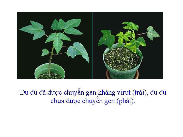 Đu đủ đã được chuyển gen kháng virut(trái), đu đủ chưa được chuyển gen