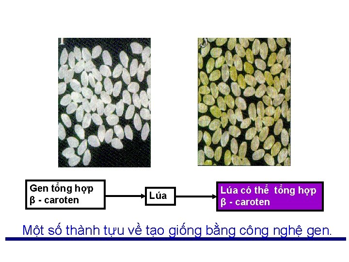 Một số thành tựu về giống chuyển gen Gen tổng hợp β - caroten