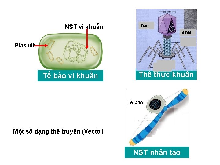 NST vi khuẩn Đầu ADN Plasmit Tế bào vi khuẩn Thể thực khuẩn Tế