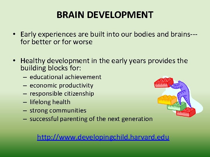 BRAIN DEVELOPMENT • Early experiences are built into our bodies and brains--- for better