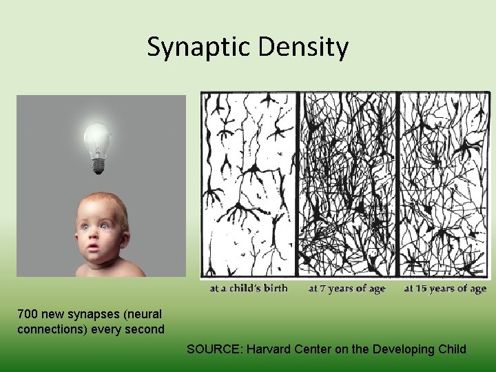 Synaptic Density 700 new synapses (neural connections) every second SOURCE: Harvard Center on the