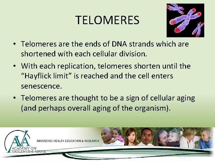 TELOMERES • Telomeres are the ends of DNA strands which are shortened with each