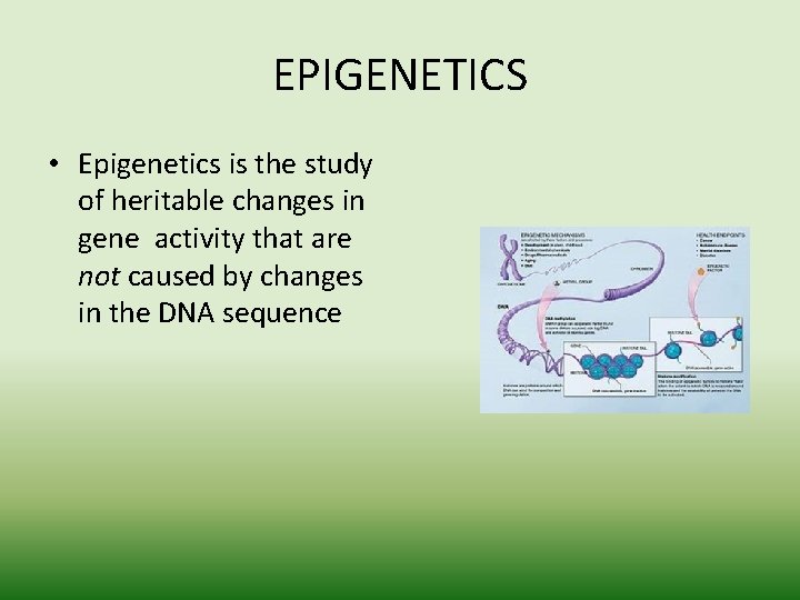 EPIGENETICS • Epigenetics is the study of heritable changes in gene activity that are